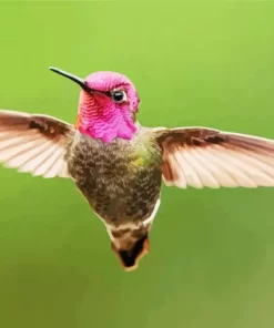 Calliope Hummingbird Diamond Painting