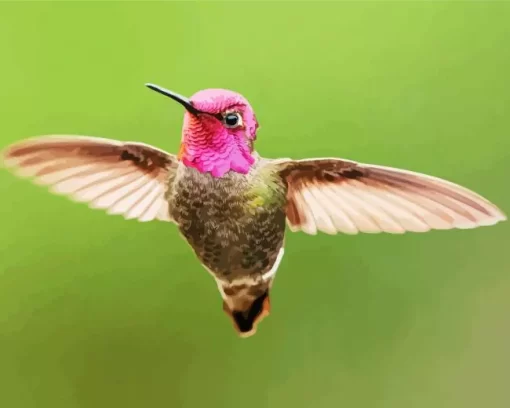 Calliope Hummingbird Diamond Painting