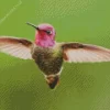 Calliope Hummingbird Diamond Painting