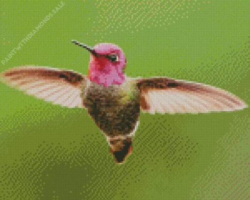 Calliope Hummingbird Diamond Painting