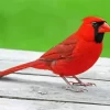 Cardinal Bird Diamond Painting