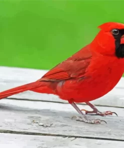 Cardinal Bird Diamond Painting