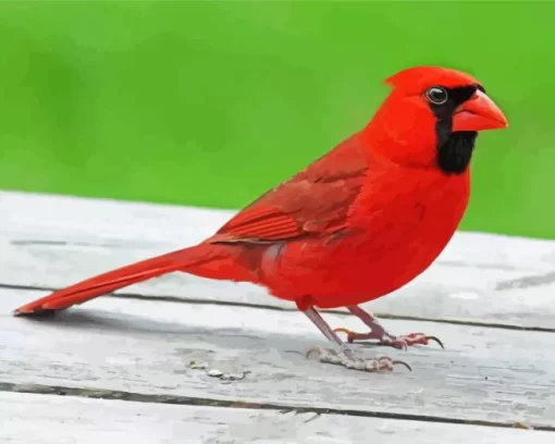 Cardinal Bird Diamond Painting