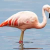 Chilean Flamingo Diamond Painting