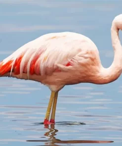 Chilean Flamingo Diamond Painting