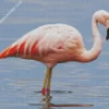 Chilean Flamingo Diamond Painting