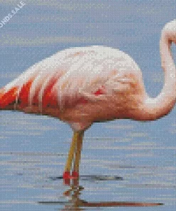 Chilean Flamingo Diamond Painting