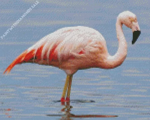 Chilean Flamingo Diamond Painting