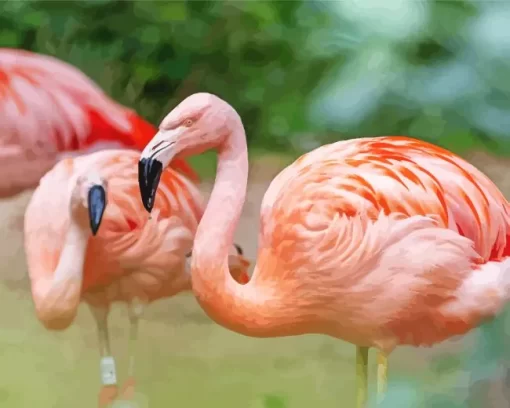 Chilean Flamingo Birds Diamond Painting