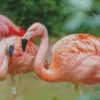 Chilean Flamingo Birds Diamond Painting