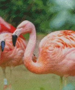 Chilean Flamingo Birds Diamond Painting