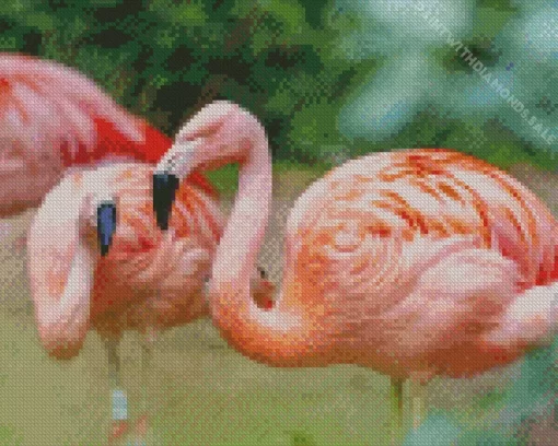 Chilean Flamingo Birds Diamond Painting