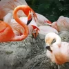 Chilean Flamingo Couple Diamond Painting