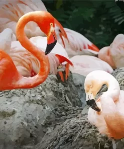 Chilean Flamingo Couple Diamond Painting