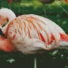 Chilean Flamingo Charm Diamond Painting