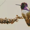 Costa Hummingbird Diamond Painting