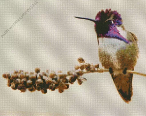 Costa Hummingbird Diamond Painting