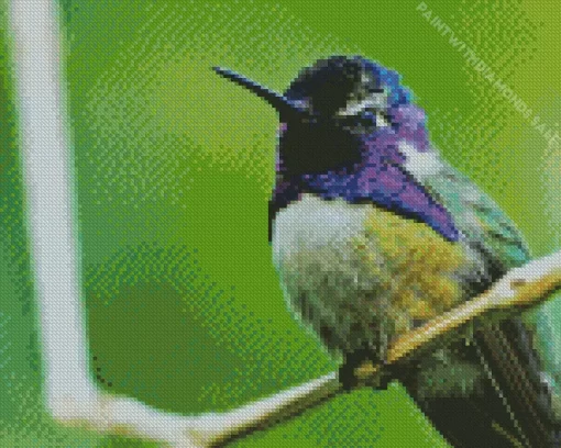 Costas Hummingbird Diamond Painting