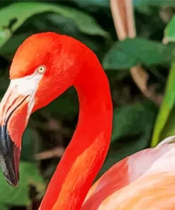 Flamingo Bird Diamond Painting