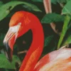 Flamingo Bird Diamond Painting