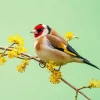 Goldfinch Bird Diamond Painting