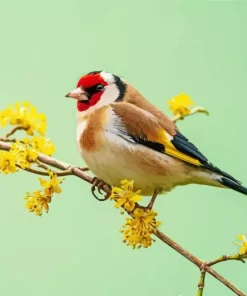 Goldfinch Bird Diamond Painting