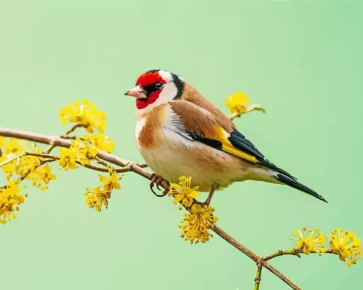 Goldfinch Bird Diamond Painting