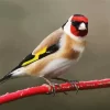 Goldfinch On A Red Branch Diamond Painting