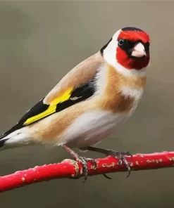 Goldfinch On A Red Branch Diamond Painting