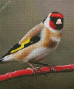 Goldfinch On A Red Branch Diamond Painting