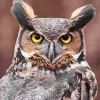 Great Horned Owl Closeup Diamond Painting