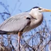 Great Blue Heron Diamond Painting