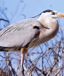 Great Blue Heron Diamond Painting