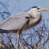 Great Blue Heron Diamond Painting