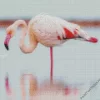 Greater Flamingo Bird Diamond Painting