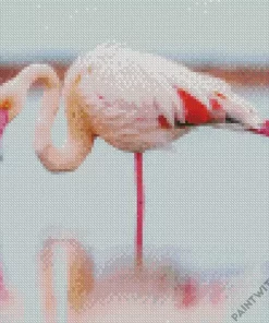 Greater Flamingo Bird Diamond Painting