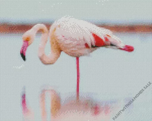 Greater Flamingo Bird Diamond Painting