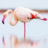 Greater Flamingo Bird Diamond Painting