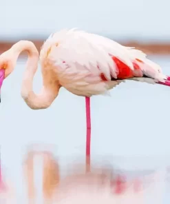 Greater Flamingo Bird Diamond Painting