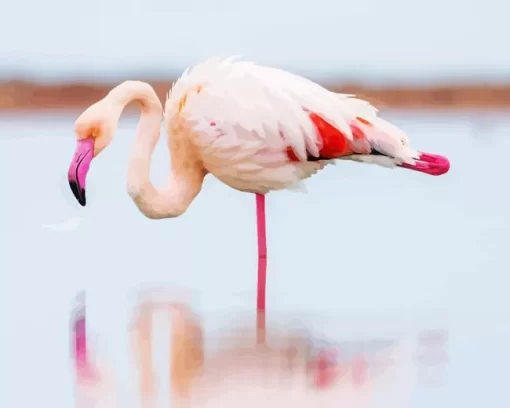 Greater Flamingo Bird Diamond Painting