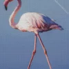 Greater Flamingo Camargue Diamond Painting