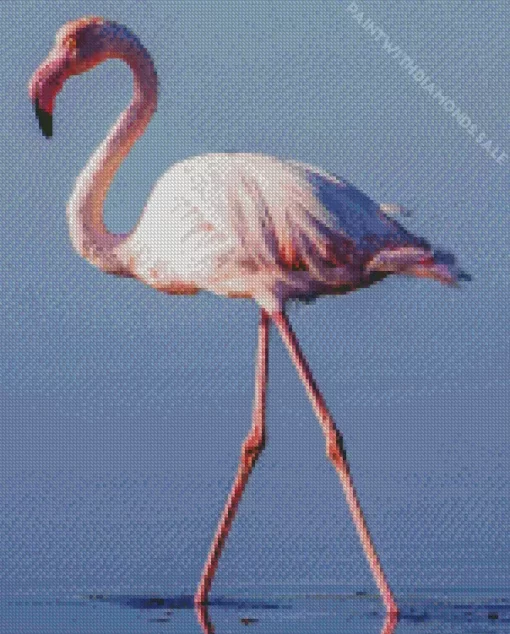 Greater Flamingo Camargue Diamond Painting