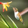 Hummingbirds Diamond Painting