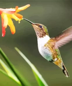 Hummingbirds Diamond Painting