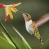 Hummingbirds Diamond Painting