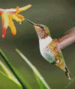 Hummingbirds Diamond Painting