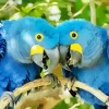 Hyacinth Macaw Couples Diamond Painting