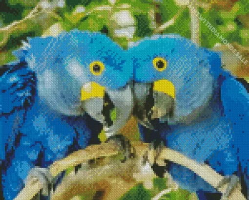 Hyacinth Macaw Couples Diamond Painting