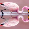 Jamess Flamingo Diamond Painting