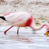 Jamess Flamingo Bird Diamond Painting